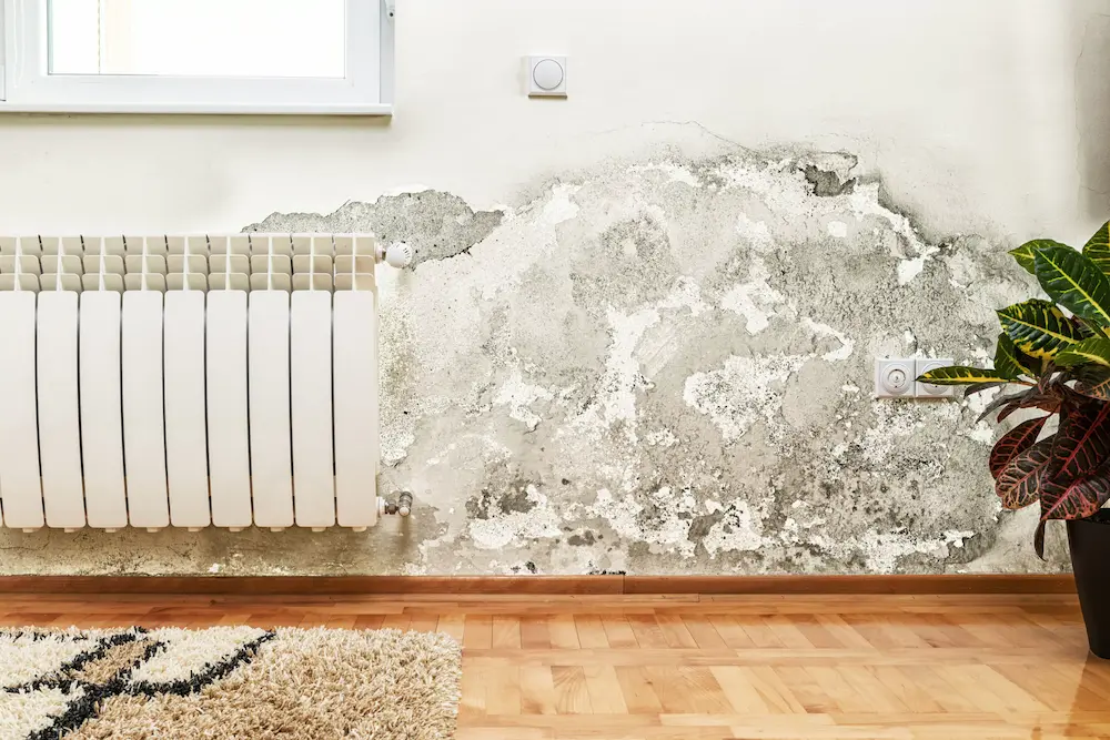 Pared con humedades por capilaridad